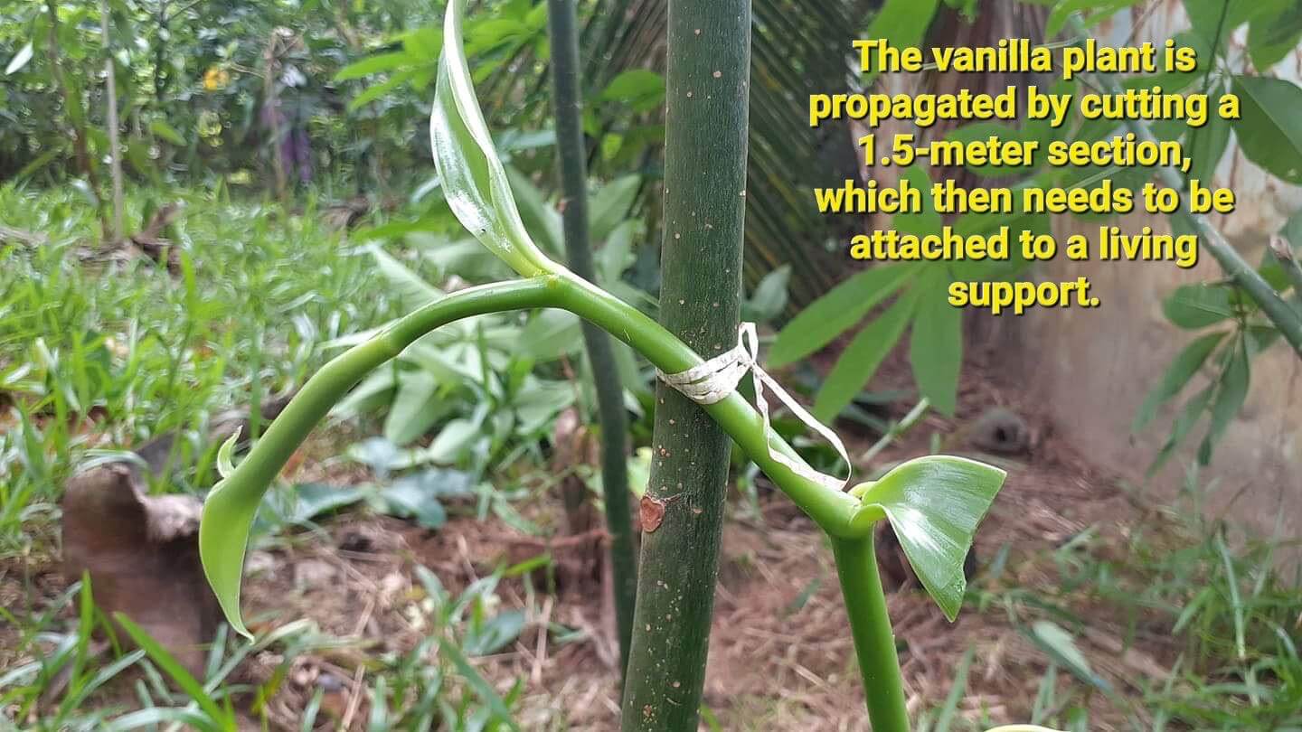 Close-up of a vanilla plant vine secured to a support with text instructions.